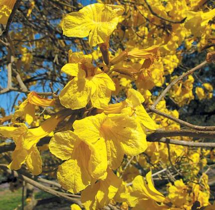 The golden trumpet tree is slower growing and less cold hardy than its pink-flowered relative, according to Mark Ritter, a professor at California Polytechnic University. (photo by Mari Ritter)
