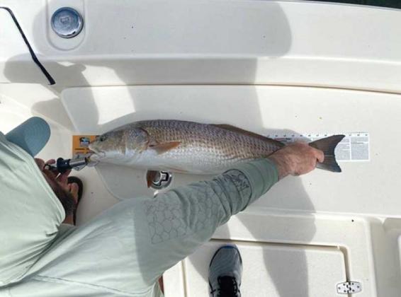 JD Malone's bull red drum. (photo submitted)