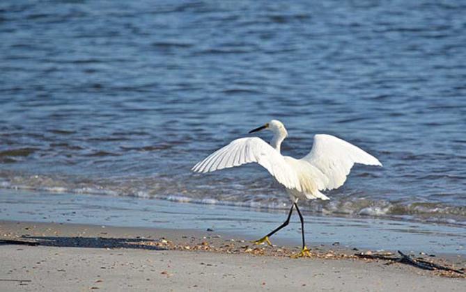 Learn about coastal wildlife at Saturday's beach exploration. (photo submitted)