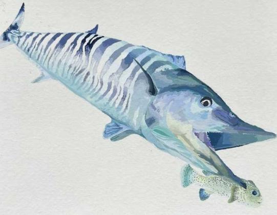 A wahoo drawn by last year’s 10th- through 12th-grade first-place winner, Juliana Sessum. (artwork submitted)