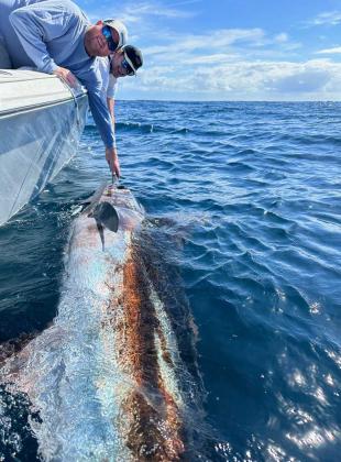 Captain Neal Torley on High Premium, along with Frank Vining, got an unexpected bonus when this blue marlin dumped one of their reels. (photo submitted)