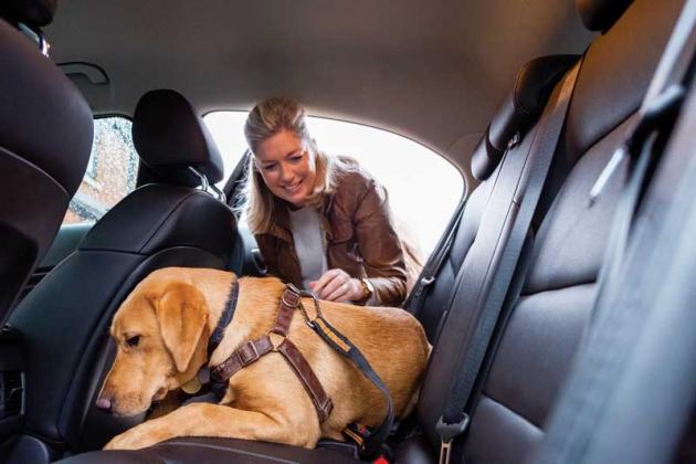 Never leave your pet in the car; temperature in your vehicle can rise almost 20 degrees in 10 minutes.