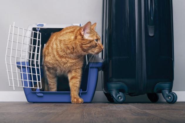 When staying in a pet-friendly hotel, bring a collapsible kennel or carrier to keep pets from running out the door.