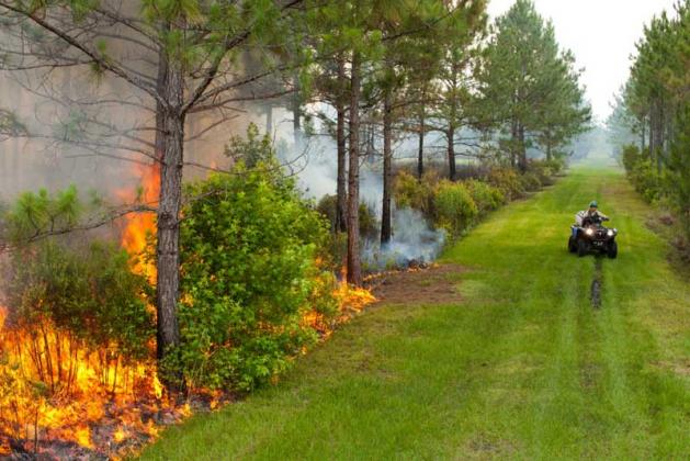 Prescribed fire helps reduce the possibility of wildfire while enhancing land’s environmental quality. (photo submitted)