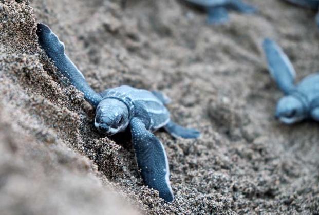 Sea turtle hatchlings are getting pushed back toward the shore by storms.