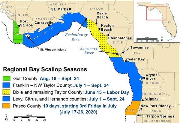 Bay scallop season opens June 15 in Dixie County, portion of Taylor County
