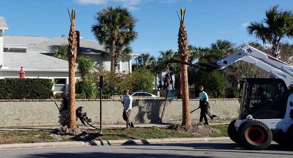 Palm planting on First Street helped secure Neptune Beach a Tree City designation.