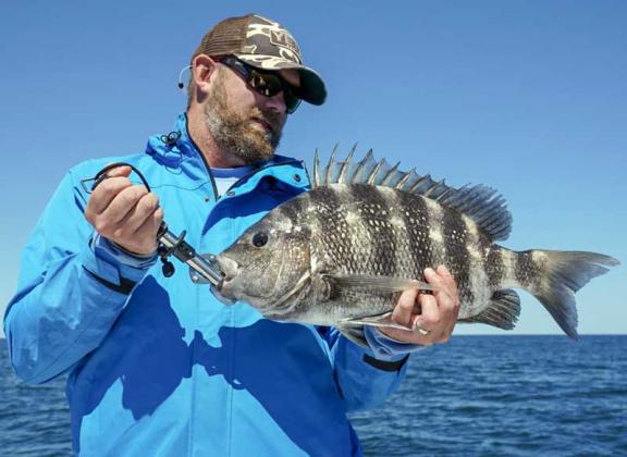 Strike Zone Fly Fishing’s Andrew Mizell showing off a sheepshead. (photo submitted)