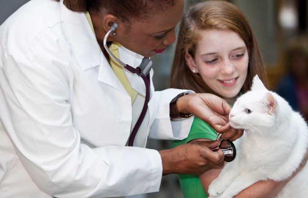 Cats are typically stoic, so if they are giving obvious indications of not feeling well, they need to be examined promptly.