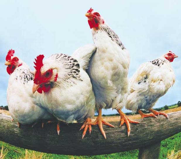 Allowing backyard chickens in Neptune Beach will be discussed.