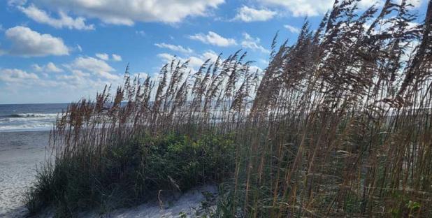 The dune project will expand to provide additional coverage in south Jacksonville Beach. (photo by Aline Bailey)