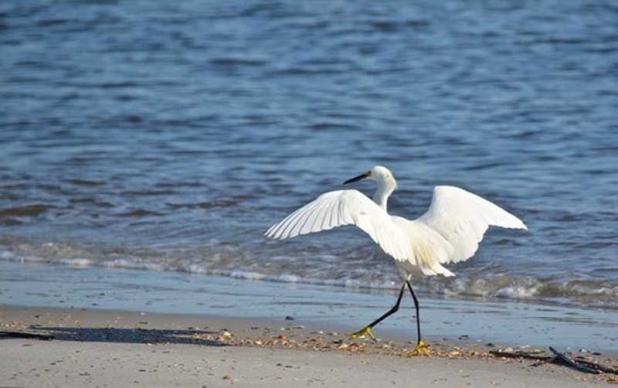 Collect seashells, search for shark teeth and learn about wildlife often seen at the beach. (photo submitted)