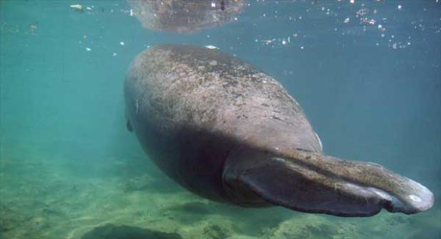 Manatees have begun leaving their winter retreats and heading north in the Atlantic. (photo from myFWC.com) 