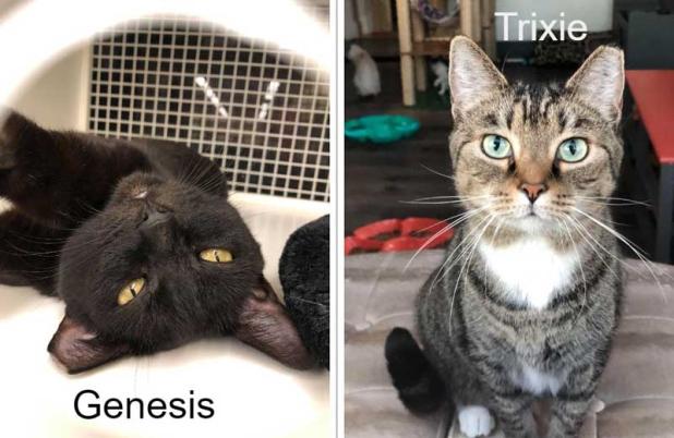 Genesis and Trixie are waiting for their "forever" homes. (photos submitted)