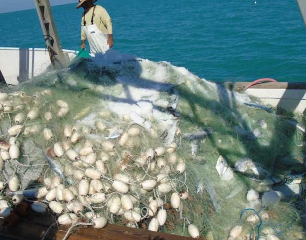 The vessel's captain was cited for possession of more than the allowable gill net bycatch for pompano outside of the endorsement zone, as well as possession of 76 undersized pompano. (photo submitted)