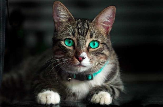 Loud noises, new sights and strange smells can stress and scare pets, causing them to run away and get lost.