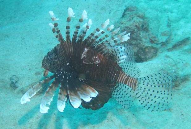 lionfish.jpg
