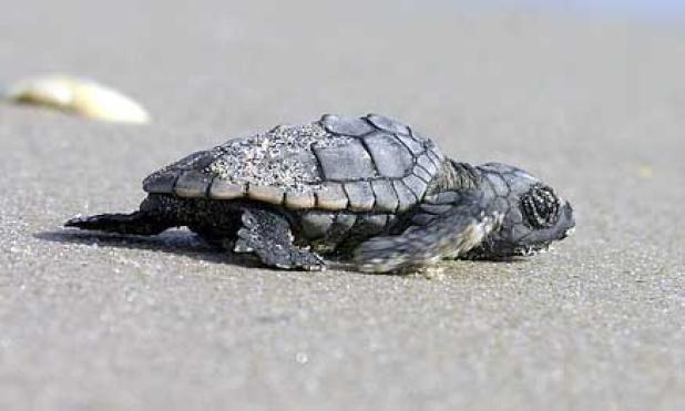The Beaches Sea Turtle Patrol works in Atlantic Beach, Neptune Beach and Jacksonville Beach – the phone number is 904-613-6081. Reports from any other locations should be directed to Florida Fish and Wildlife at 888-404-3922.