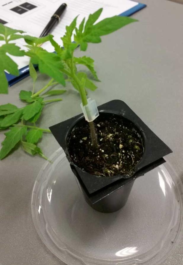 An organic black cherry tomato scion grafted onto a disease-resistant root stock. The grafted plant is placed in a “healing chamber” where humidity and temperature are kept at optimum conditions. (photo submitted)