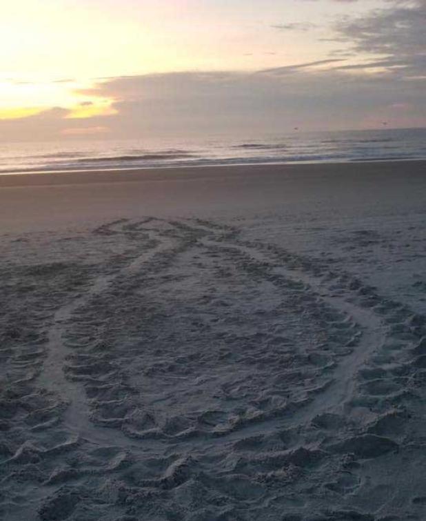 Signs of a sea turtle false crawl.