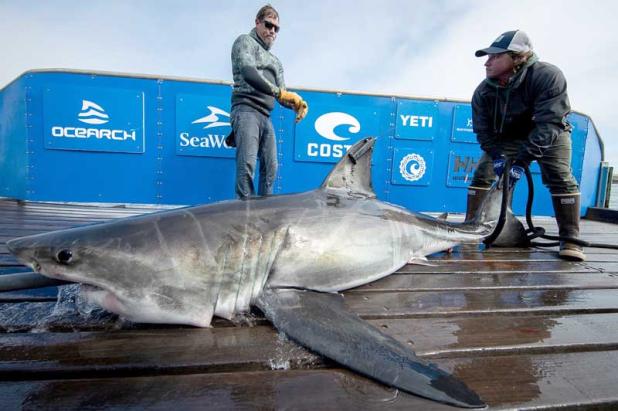 Members of Ocearch tag a shark before releasing it back into the water to study the animal's movements. (photo from OCEARCH.ORG)