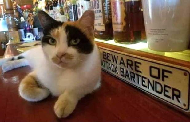 Patches, The Harbor Tavern cat, lounges on the bar at the establishment. (photo provided by Harbor Tavern staff)