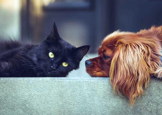 Pets (on leashes or in carriers), stuffed animals and pet photographs are invited to St. Paul's by-the-Sea Episcopal Church's Blessing of the Pets.