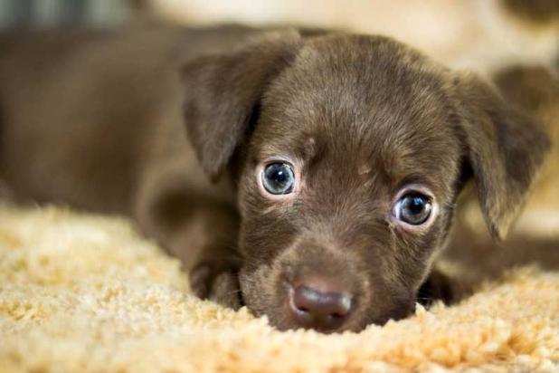 Many people seeking food assistance also have pets needing food.