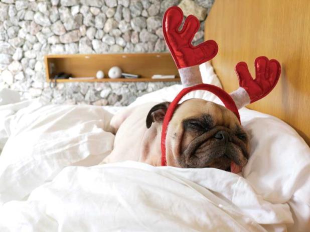 To set up your pet's retreat, offer blankets.