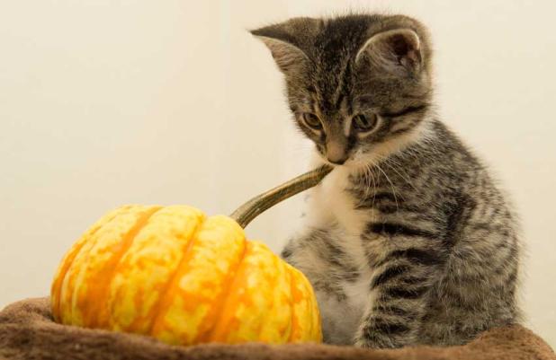 Take extra care with jack-o-lanterns and candles.