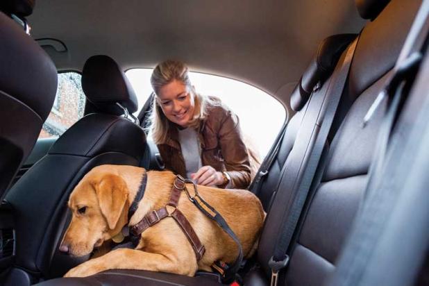 Never leave your pet in the car; temperature in your vehicle can rise almost 20 degrees in 10 minutes.