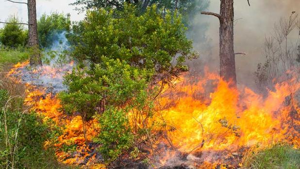 Prescribed fire helps reduce the possibility of dangerous wildfire while enhancing land’s environmental quality. (photo submitted)