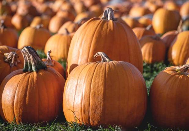 Christ United Methodist Church's pumpkin patch is open.