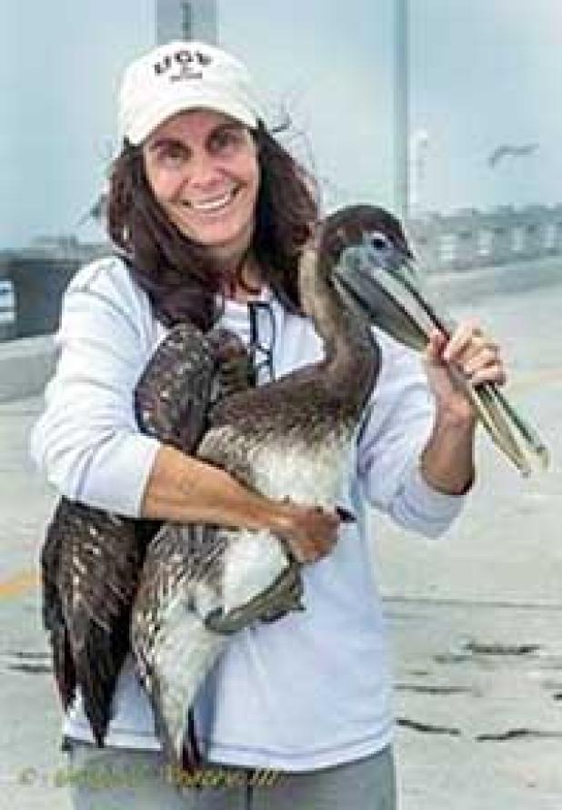 When handling a pelican, keep the beak slightly open so the bird can breathe. (photo courtesy of George Veazey/www.myfwc.com)