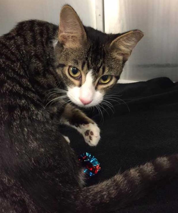 Rupert is healthy and looking for a loving home. (photo submitted)