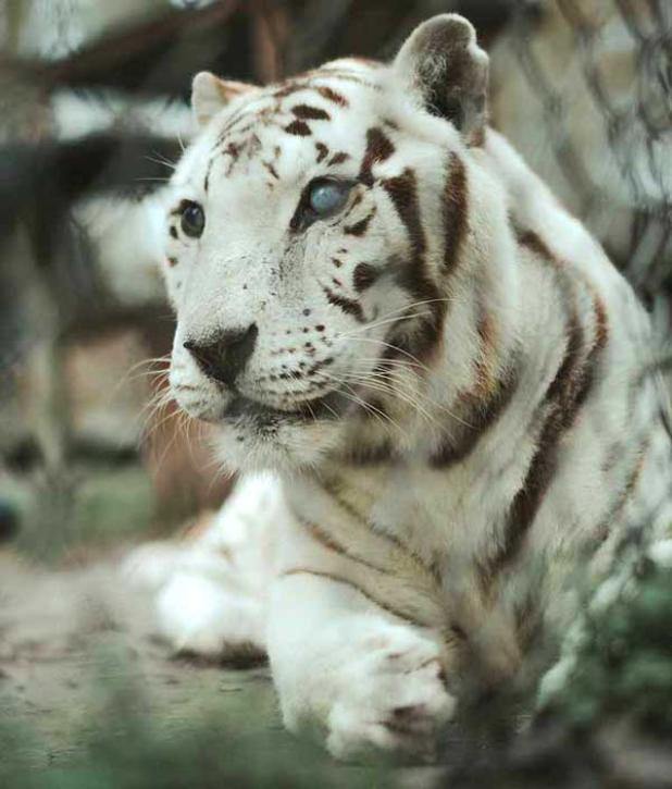 Hercules, a resident at Catty Shack Ranch, has been diagnosed with two different types of cancers. He will receive treatment at the expanding veterinary facilities. (photo by Catty Shack)