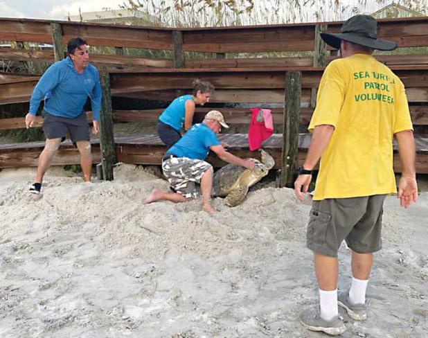Beaches Sea Turtle Patrol volunteers free a green sea turtle from a beach walkover. (photo by Lucas Grein)
