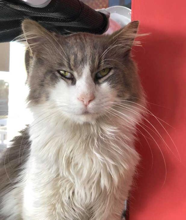 Mr. Fluffy