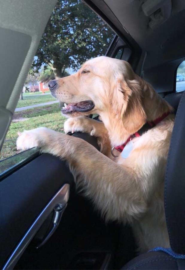Maggie is a 16-month old Golden Retriever puppy rescued from poor living conditions in Turkey and placed with Lee and Leah Andrews of Atlantic Beach. (photo provided by the Andrews family)