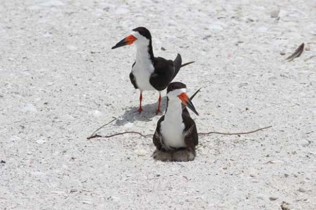 Black skimmer sitting on chicks. (FWC photo by Carol Rizkalla)