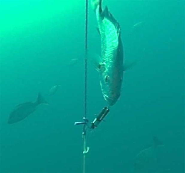 Descending devices return fish to a depth where gases in the body cavity can recompress.