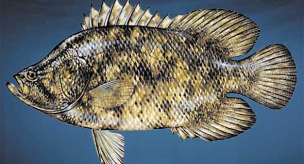 The first two readers to correctly name this fish will each win a $10 gift certificate for either Angie’s Grom or Angie’s Subs. Email your responses to JBFishReports@gmail.com for your chance to win. Winners will be notified via email. Good Luck! (photo courtesy of FWC)