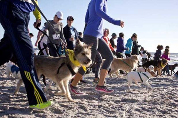 Runners both human and canine take to the beach for the Chariots of Fur 5k in Jax Beach. (photo submitted)