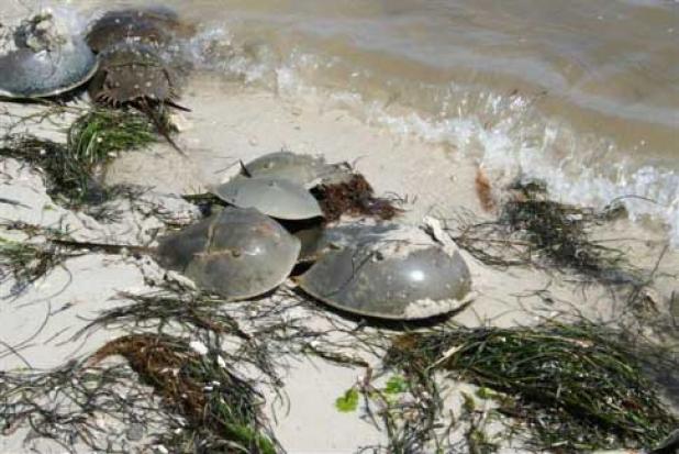 Horseshoe crabs (photo from Horseshoecrab.org)