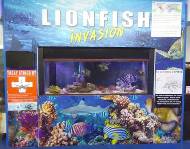FWC's Lionfish Educational Exhibit Program funded this exhibit found at the Gulf Specimen Marine Lab in Wakulla County. (photo by Mike Kennison/FWC)