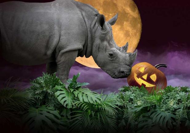 photo from www.jacksonvillezoo.org