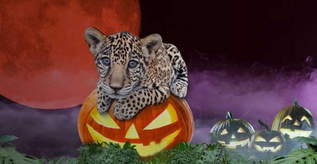 photo from www.jacksonvillezoo.org