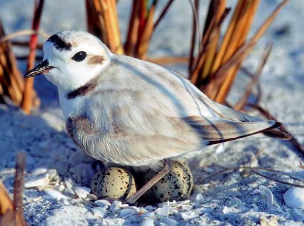 Snowy Plover on nest. (photo from FWC.com)