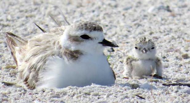 Snowy Plover mother and chick. (photo via Florida Fish and Wildlife)
