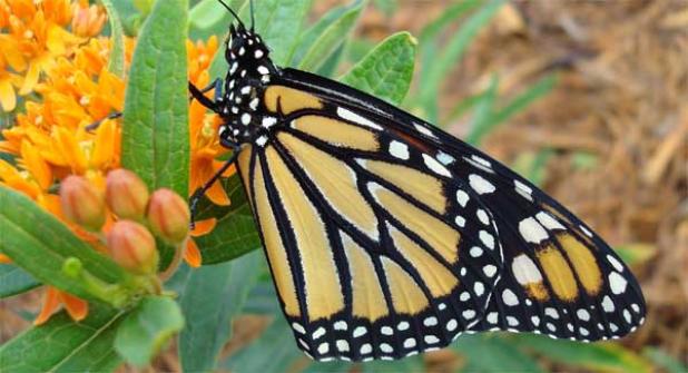 Audience members will have the opportunity to release a butterfly into the Guana Maritime Forest. (photo submitted)